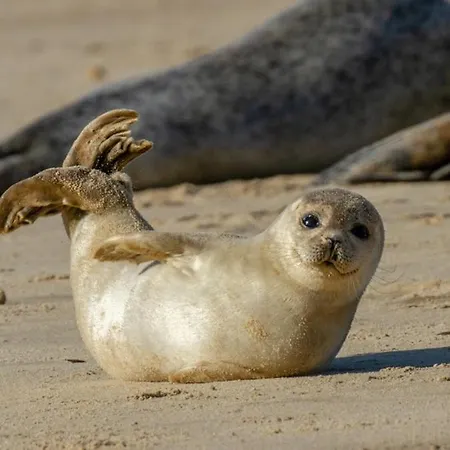 Vakantiehuis Family Cottage, Belle Dune, Maison 4 A 6 Personnes