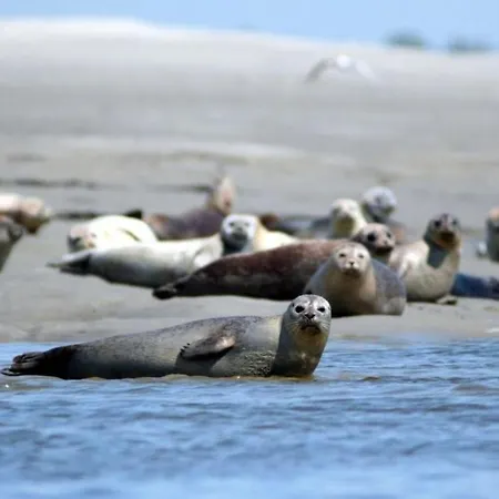 Family Cottage, Belle Dune, Maison 4 A 6 Personnes * Fort-Mahon-Plage